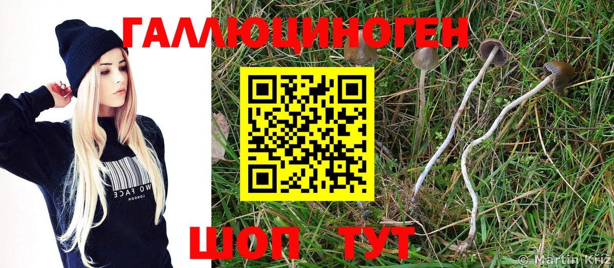 Псилоцибиновые грибы Cubensis Домодедово